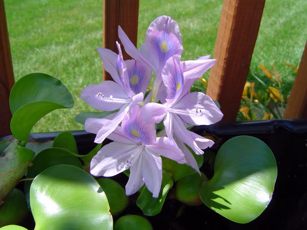 Cửa sổ lung linh với nhánh hoa bèo tây. Ảnh: Blogsport.