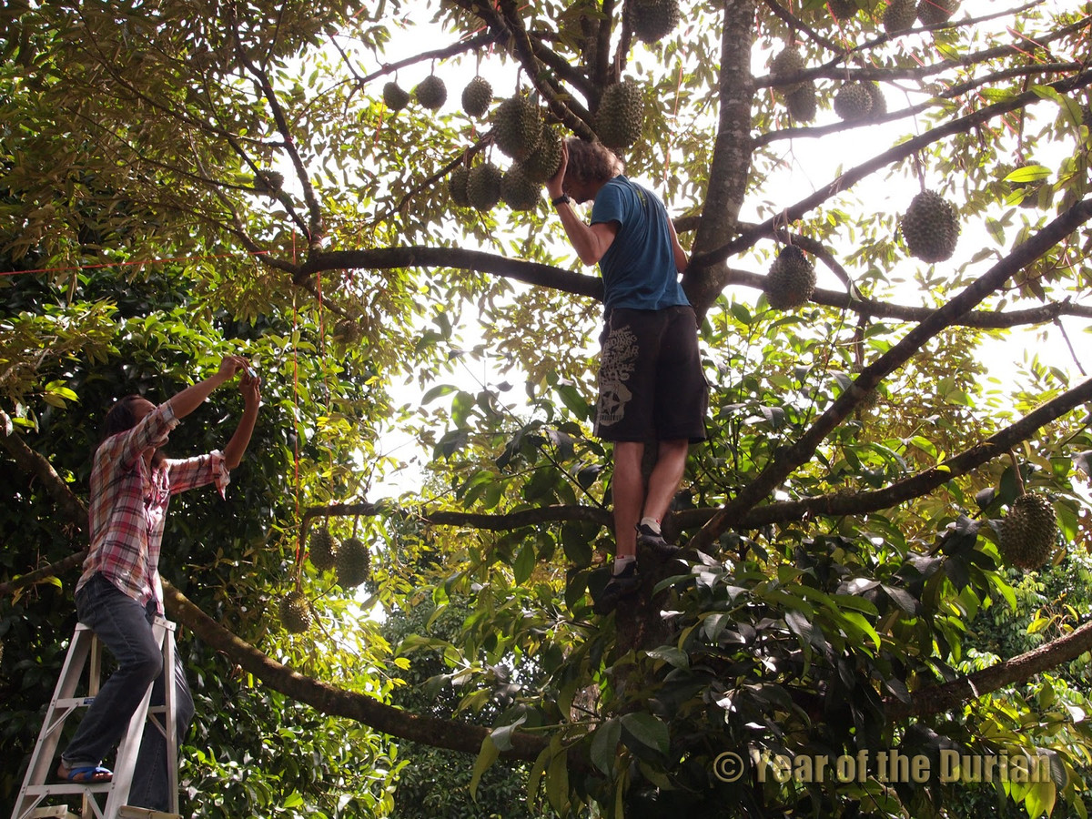Đây là thành quả của một chủ vườn tại tỉnh Chanthaburi, miền Đông Thái Lan. Ảnh: Year of the Durian.