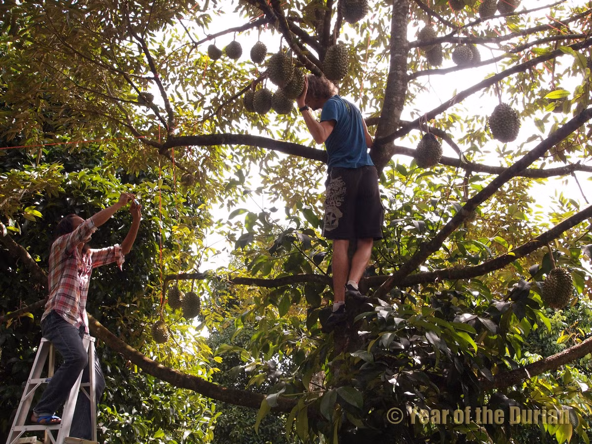 Đây là thành quả của một chủ vườn tại tỉnh Chanthaburi, miền Đông Thái Lan. Ảnh: Year of the Durian.