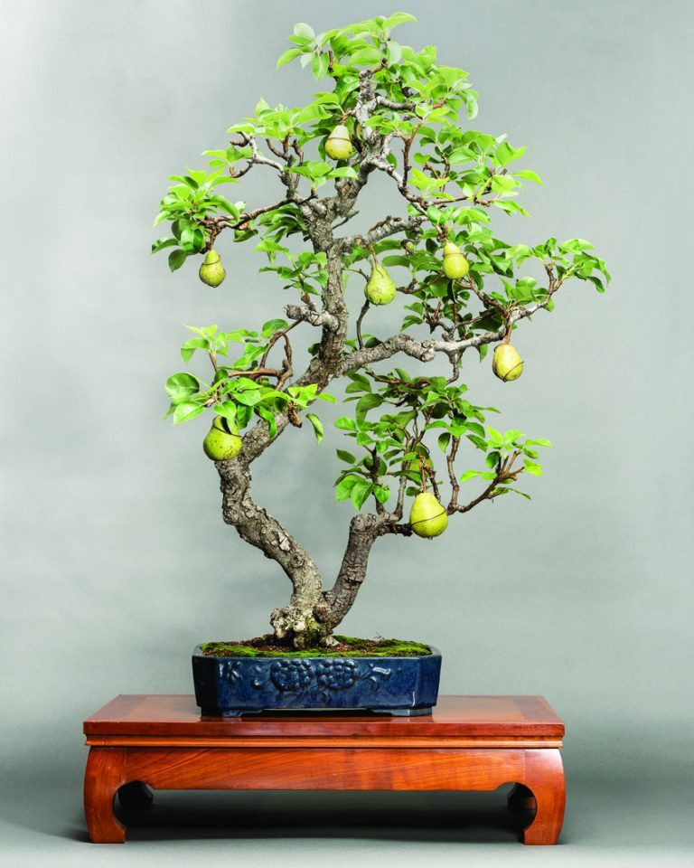 Một cây lê được tạo dáng cổ, có lá xanh và sai trĩu quả. Ảnh: Rebsbonsai.