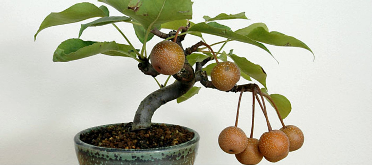 Những chậu bonsai lê cao từ 40 - 60cm được ưu chuộng để trang trí trên bàn trong phòng khách. Ảnh: Vivaioranieri.