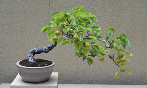 Cây lê được uốn nắn, tạo dáng không khác gì những chậu bonsai đắt tiền. Ảnh: Youtube.