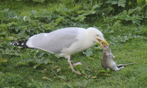 Mòng biển được phát hiện ăn thịt chuột khổng lồ