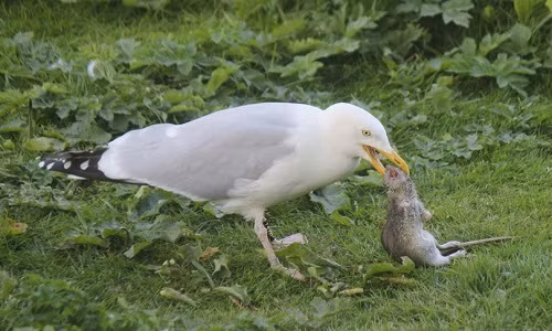 Mòng biển được phát hiện ăn thịt chuột khổng lồ