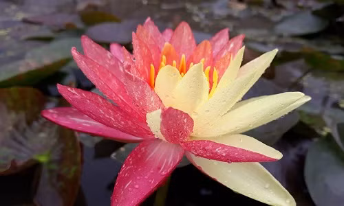 Hoa súng Thái Lan có hai dạng hoa đơn và hoa kép. Ảnh: FB Hoa Súng Khải Hường.