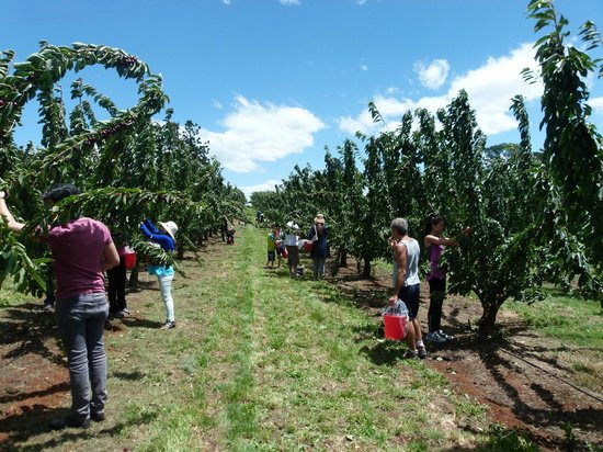Đây cũng là trang trại cherry mở cửa cho khách tham quan lớn nhất Australia. Ảnh: TripAdvisor.