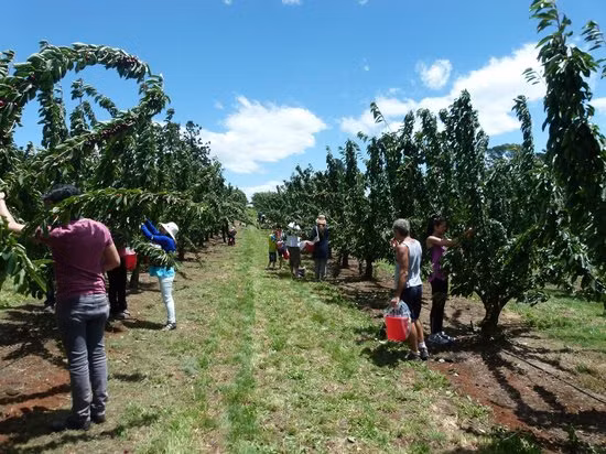 Đây cũng là trang trại cherry mở cửa cho khách tham quan lớn nhất Australia. Ảnh: TripAdvisor.