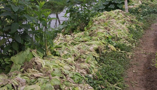 Sau Tết, nhiều cánh đồng rau xanh ở Nghệ An rơi vào cảnh phải nhổ bỏ đi vì ế ẩm. Ảnh: Baonghean.