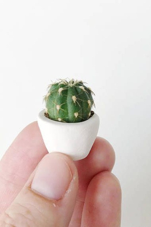 Hugo Mini Cactus: Khi bạn nghĩ tới những cây xương rồng thường thấy nơi sa mạc thì đây đích thực là loài đó nhưng với kích cỡ nhỏ hơn rất nhiều. Điểm ấn tượng của những cây xương rồng mini còn tới từ chậu trồng với kích thước tương tự.