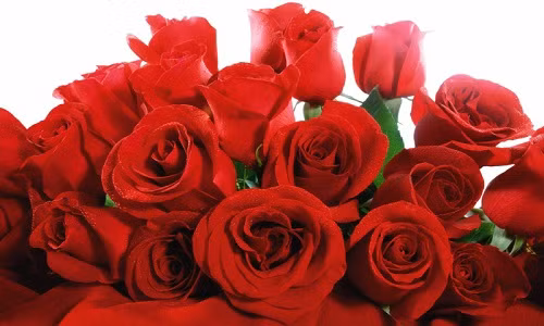 Vì sao hoa hồng lại được lựa chọn trong ngày Lễ tình nhân Valentine 14/2, ý nghĩa của từng màu hoa như thế nào?