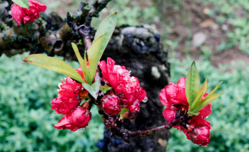 Hoa đào thất thốn khi nở có vẻ đẹp rất tự nhiên và rực rỡ. Hoa đào thất thốn khi nở có vẻ đẹp rất tự nhiên và rực rỡ.