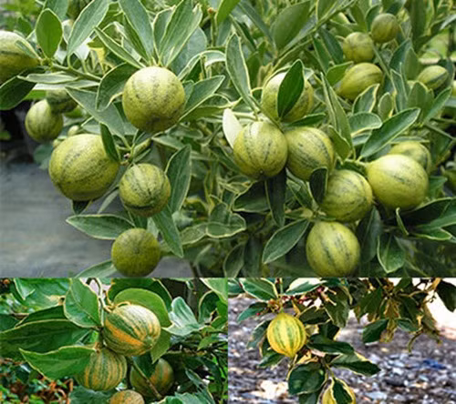 Quả tắc cẩm thạch có hình tròn, màu xanh sọc trắng, lúc chín màu vàng sọc xanh, bên trong ruột có màu vàng nhạt chứa nhiều nước chua gắt. Ảnh: Nongtraicaonguyen.