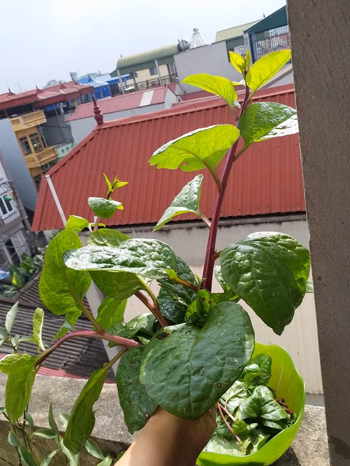 Lá mồng tơi dày, mọc xen. Ảnh: FB Hoàng Hương.