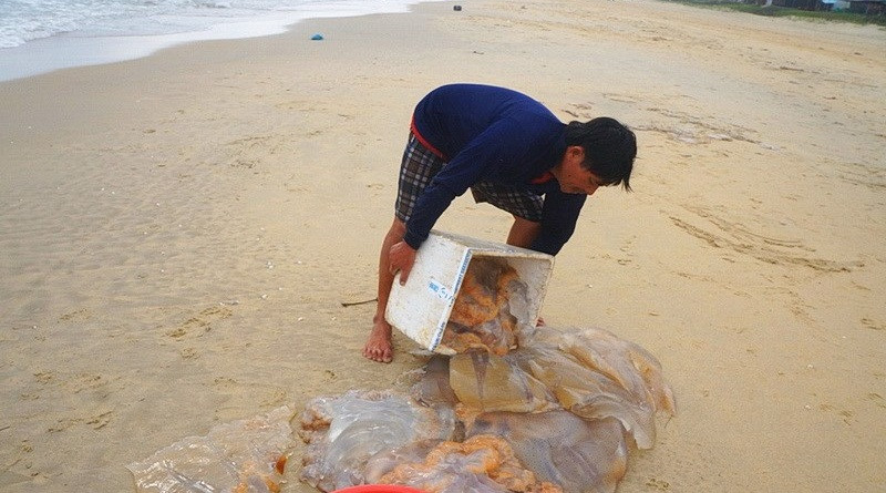 Hơn nữa, cách đánh bắt đơn giản nên không tốn kém nhiều chi phí. Ảnh: Daidoanket.