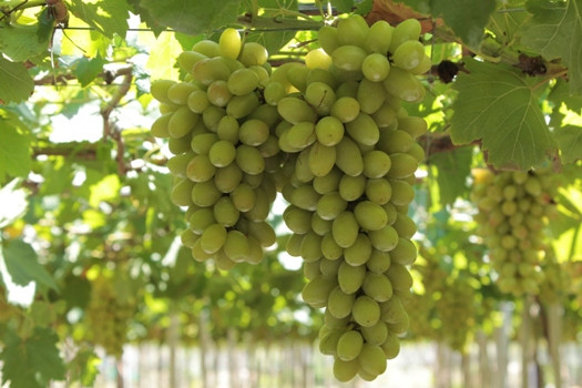 Giống nho mới đang rất thích ghi với khí hậu nắng nóng, khô hạn của Ninh Thuận