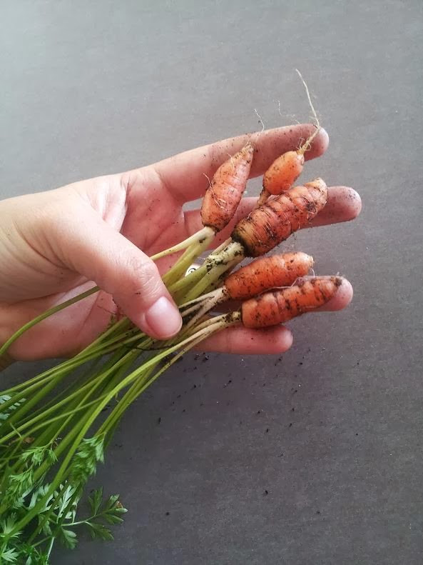 Loại rau củ này có thể trồng từ tháng 7 đến tháng 2 và cho thu hoạch sau 3 tháng. Ảnh: Printest.