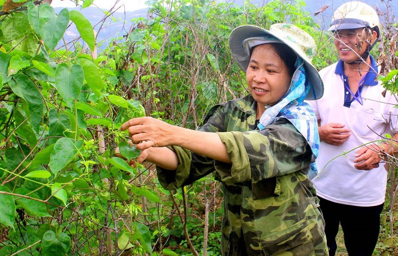 Cây hoa thiên lý được trồng từ đầu tháng 7 (âm lịch) và cho thu hoạch vào tháng 5 năm sau. Đầu vụ giá hoa thiên lý tại Nam Đàn được thu mua với giá 35.000 - 40.000 đồng/kg, tăng gấp đôi so với năm ngoái. Ảnh: Baonghean.