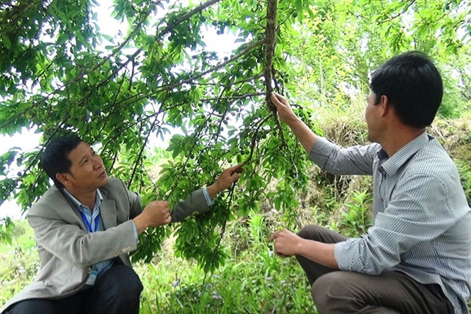 Tháng 5 là lúc những cây mận đỏ (mận máu) ở huyện Hoàng Su Phì (Hà Giang) chuẩn bị thu hoạch. Ảnh: Nongnghiep.