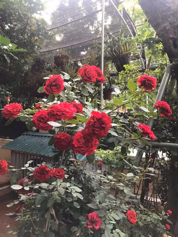 Hoa hồng leo cổ Hải Phòng là một trong số ít giống hồng leo cổ ở Việt Nam có màu đỏ nhung mịn màng, tuyệt đẹp. Ảnh: FB Lê Mạnh.