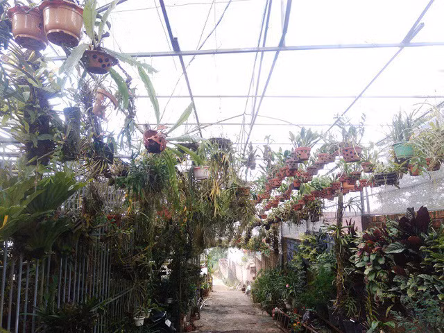 Khu vườn của anh Công rộng gần 1000m2 với nhiều giống lan quý nguy cơ tuyệt chủng như: Giả Hạc, Bầu Rượu, Địa Ngũ Sắc, Kiếm Hồng Lan…Ảnh: Baogialai.