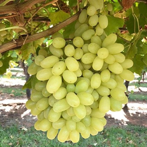 Độ giòn của nho xanh còn giữ nguyên sau 6 tuần thu hoạch. Ảnh: BityPic.