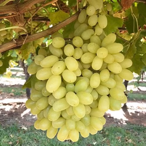 Độ giòn của nho xanh còn giữ nguyên sau 6 tuần thu hoạch. Ảnh: BityPic.