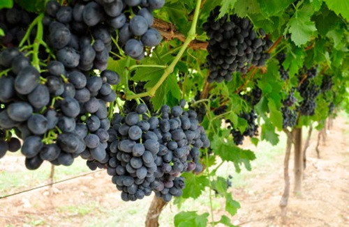 Những chùm nho đen không hạt Melody trĩu quả trông thích mắt. Ảnh: Grapehouse.