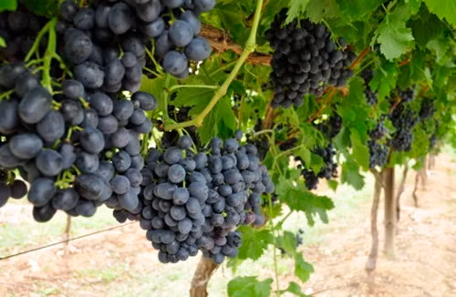 Những chùm nho đen không hạt Melody trĩu quả trông thích mắt. Ảnh: Grapehouse.