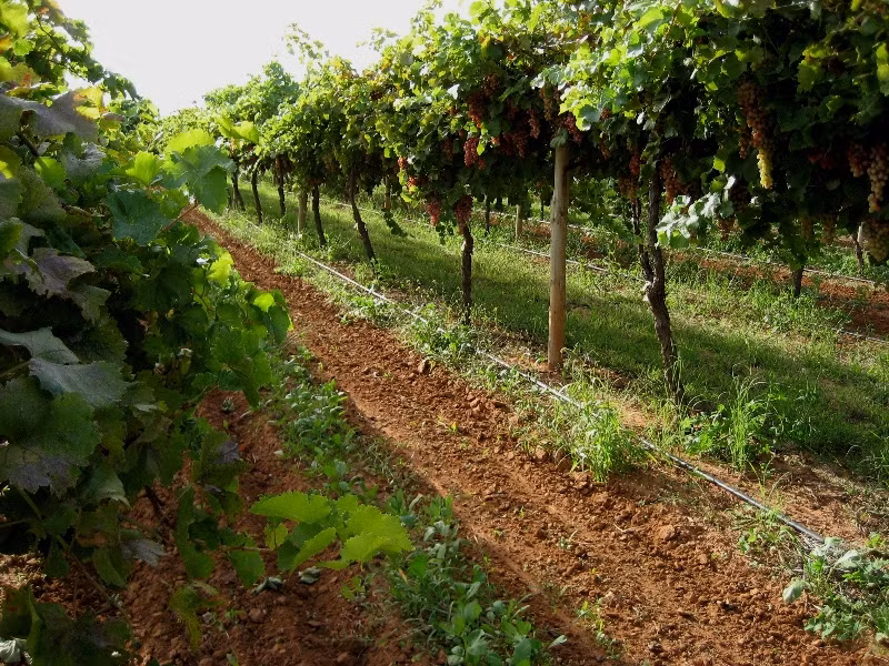 Trong đó, tháng 4 là thời điểm nho chính vụ, cho chất lượng và hương vị tuyệt nhất. Ảnh: Filomena Coppola.