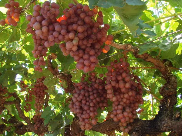 Với điều kiện khí hậu thuận lợi, Victoria là tiểu bang có nền nông nghiệp phát triển nhất Australia. Ảnh: ABC.