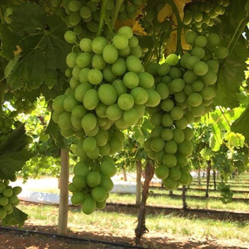 Nho xanh Luisco rất ngọt và giòn. Ảnh: BityPic.