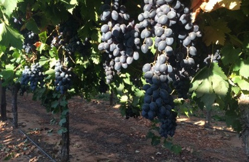 Đặc biệt, Mildura là khu vực nổi tiếng với việc trồng nhiều giống nho cao cấp nhất thế giới. Vườn nho đen không hạt Autumn Royal và Melody. Ảnh: Grapehouse.