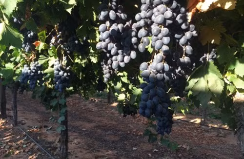 Đặc biệt, Mildura là khu vực nổi tiếng với việc trồng nhiều giống nho cao cấp nhất thế giới. Vườn nho đen không hạt Autumn Royal và Melody. Ảnh: Grapehouse.