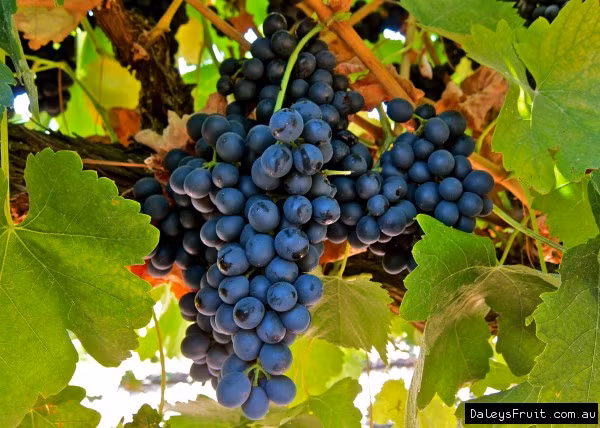 Nếu gặp mưa, nho dễ bị nứt, hỏng và ảnh hưởng đến chất lượng. Ảnh: Daleys Fruit Tree Nursery.