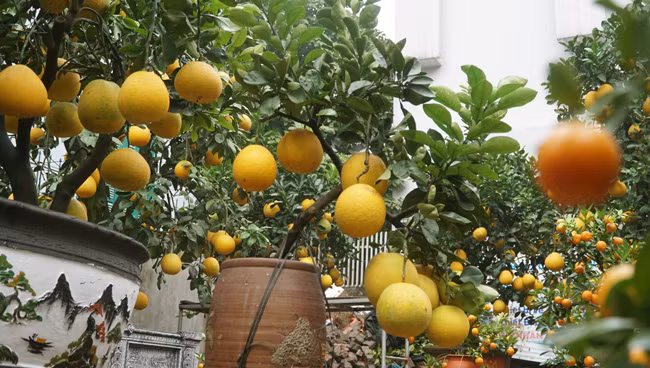 Ngoài những cặp lộc bình này, anh Thắng còn đưa đến nhiều loại cây cảnh khác như bưởi thế, bưởi bonsai, quất kiểng..