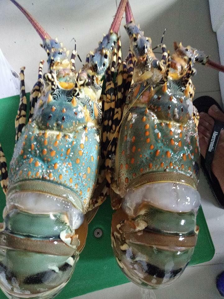 Do đó, tôm hùm baby đang được nhiều bà nội trợ lựa chọn vì giá phải chăng, từ 700.000 - hơn 1 triệu đồng/kg (tùy vào kích cỡ tôm). Ảnh: FB Tôm hùm baby.