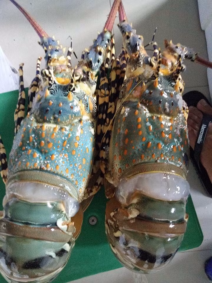 Do đó, tôm hùm baby đang được nhiều bà nội trợ lựa chọn vì giá phải chăng, từ 700.000 - hơn 1 triệu đồng/kg (tùy vào kích cỡ tôm). Ảnh: FB Tôm hùm baby.