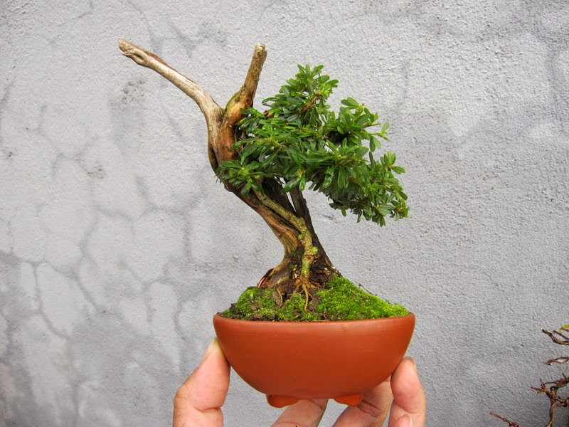 Linh sam 86 mini. Ảnh: Namminhbonsai.