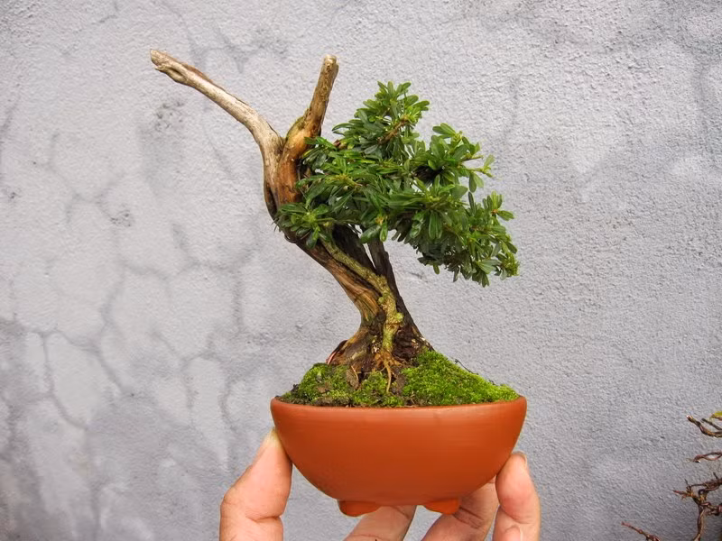 Linh sam 86 mini. Ảnh: Namminhbonsai.