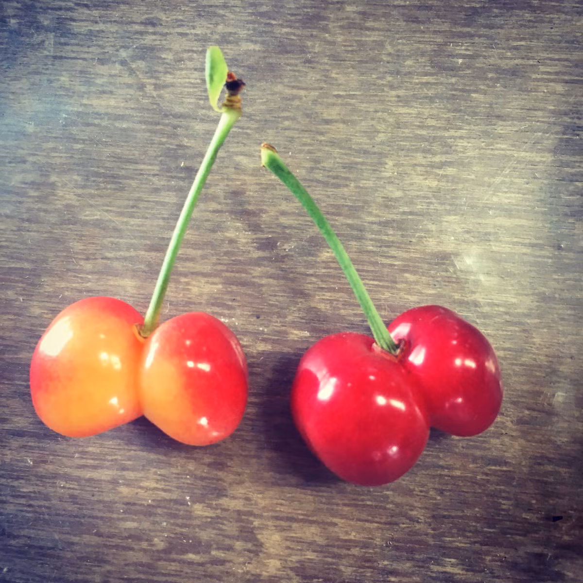 Quả cherry Sato Nishiki Nhật Bản có vỏ căng mọng màu sáng, phần thịt quả màu kem. Ảnh: Twitter.