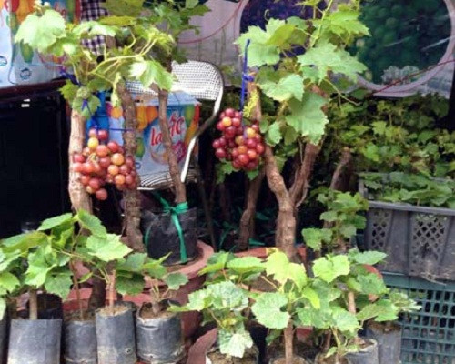 Đôi khi, giá nho cảnh chơi Tết còn phụ thuộc vào số lượng chùm nho trên mỗi cây. Ảnh: Vietq.