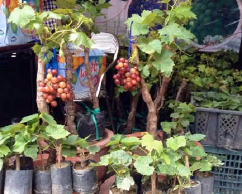 Đôi khi, giá nho cảnh chơi Tết còn phụ thuộc vào số lượng chùm nho trên mỗi cây. Ảnh: Vietq.