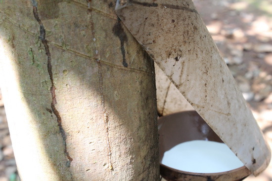 Để phát triền nông nghiệp trên đất Lào, bầu Đức đã bỏ ra không ít kinh phí đầu tư. Tổng chi phí đầu tư cho 1ha cao su ở Attapeu (Lào) là 5.000 USD, riêng công nghệ tưới nhỏ giọt chiếm 1.000 USD. Ảnh: HAGL Group.