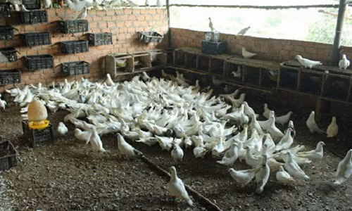 Sau khi trừ chi phí, mỗi tháng cũng mang về cho gia đình trên 30 triệu đồng. Ảnh: Dân Việt.