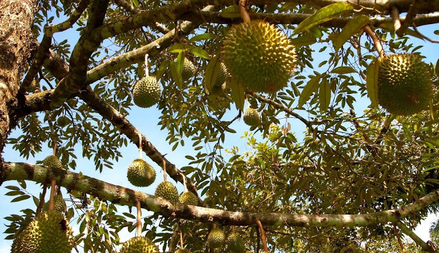 Thu nhập bình quân của các hộ trồng sầu riêng ở Ngũ Hiệp khoảng 500 triệu đồng đến 1 tỷ đồng/ha. Hộ sản xuất giỏi thu nhập đến 1,5 tỷ đồng. Ảnh: Traicaydungmap.