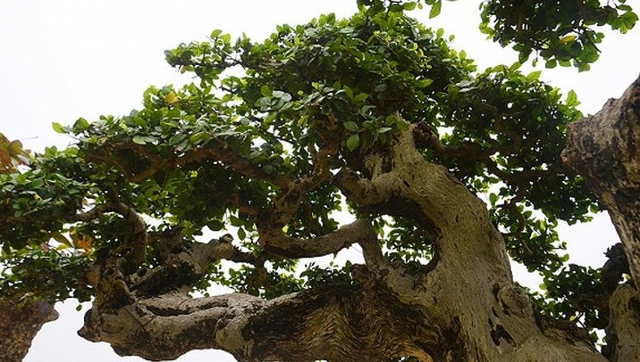 Dù mang vẻ già nua nhưng cây lại khỏe khoắn, gốc rễ, chi cành gân guốc nhưng ngọn vẫn vươn lên phát triển, thể hiện sức sống mãnh liệt. Ảnh: VTC.