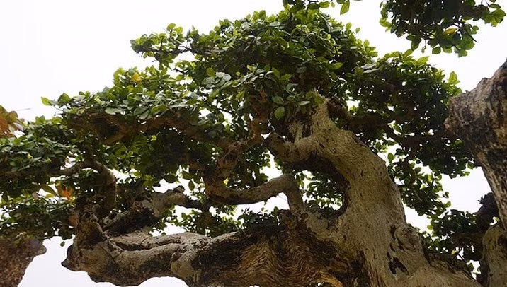 Dù mang vẻ già nua nhưng cây lại khỏe khoắn, gốc rễ, chi cành gân guốc nhưng ngọn vẫn vươn lên phát triển, thể hiện sức sống mãnh liệt. Ảnh: VTC.