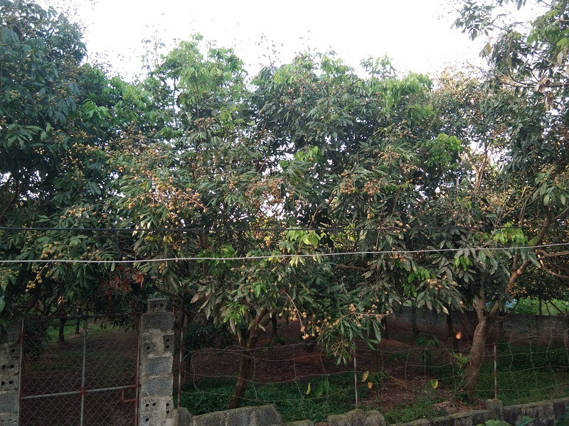 Hiện tại, một số chủ vườn đang cắt tỉa bớt quả non, bổ sung dinh dưỡng và phòng, trừ sâu bệnh cho cây.