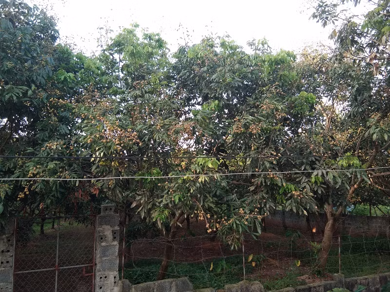 Hiện tại, một số chủ vườn đang cắt tỉa bớt quả non, bổ sung dinh dưỡng và phòng, trừ sâu bệnh cho cây.