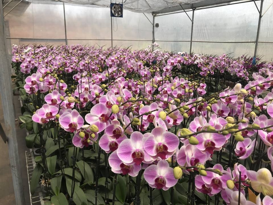 Mỗi giống chủ lực lại có từ 20 đến 80 cặp lai. Ảnh: YSA Orchid.